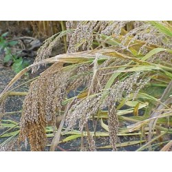 BÜYÜK DARI BİTKİSİ